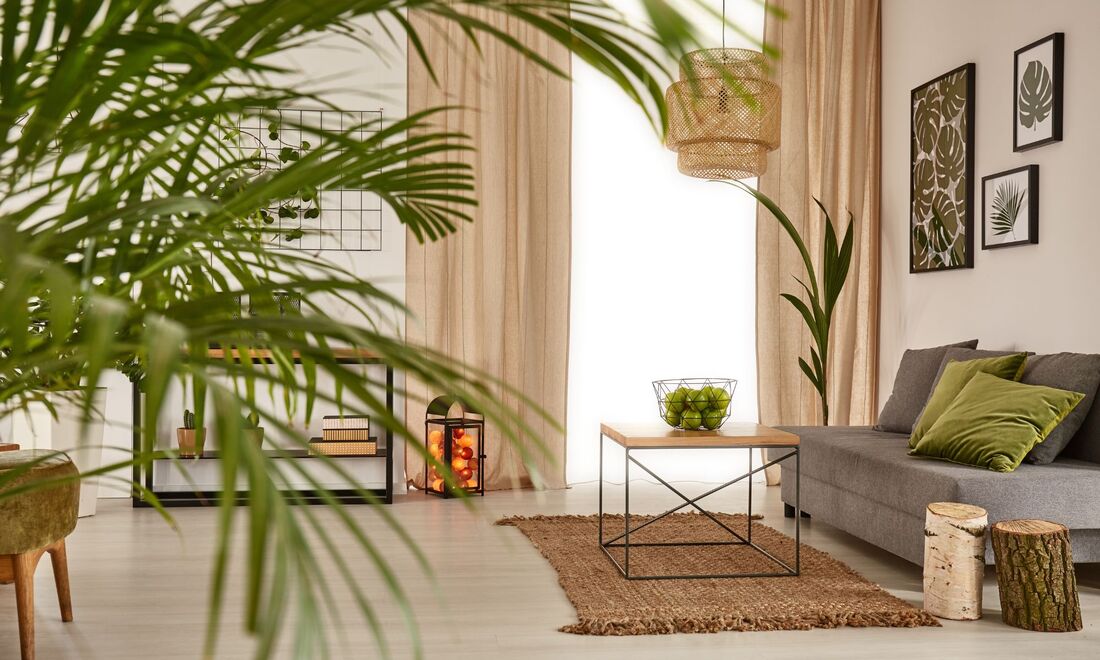 分解甲醛植物推介